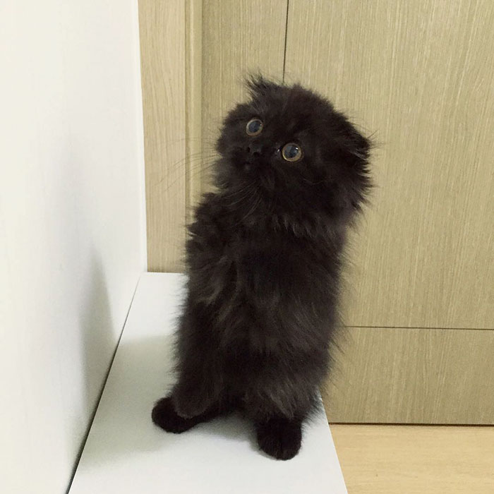 big-cute-eyes-cat-black-scottish-fold-gimo-1room1cat-2