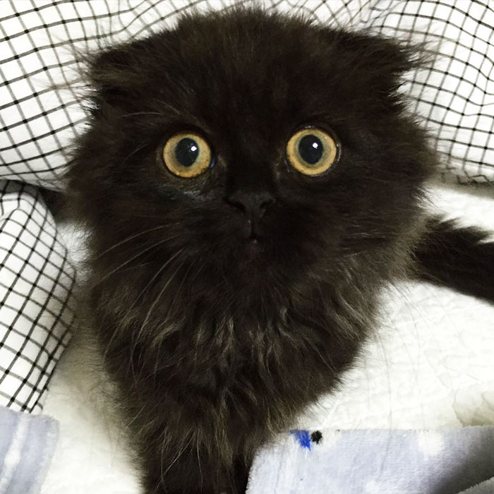 big-cute-eyes-cat-black-scottish-fold-gimo-1room1cat-25