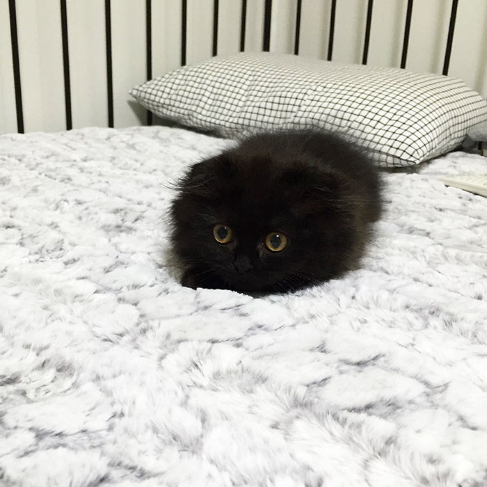 big-cute-eyes-cat-black-scottish-fold-gimo-1room1cat-31