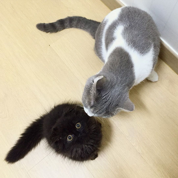 big-cute-eyes-cat-black-scottish-fold-gimo-1room1cat-33