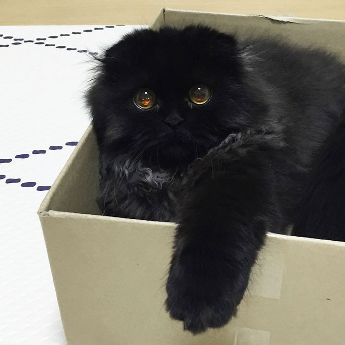 Meet Gimo, The Cat With The Biggest Eyes Ever
