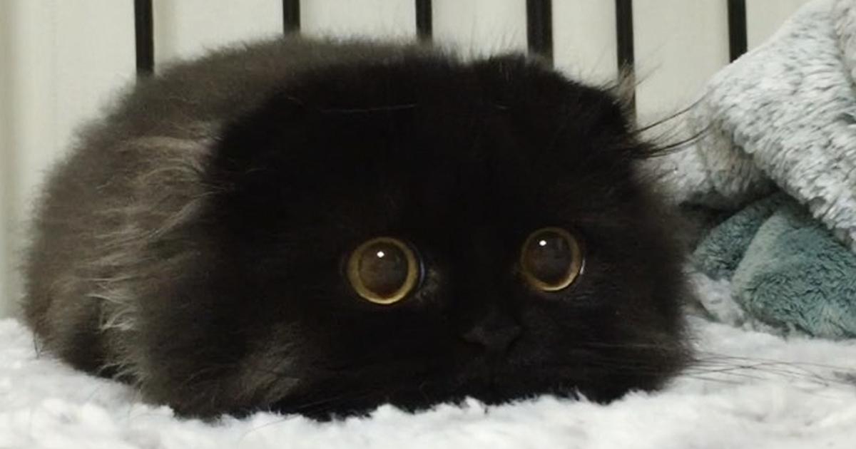 big-cute-eyes-cat-black-scottish-fold-gimo-1room1cat-fb.png