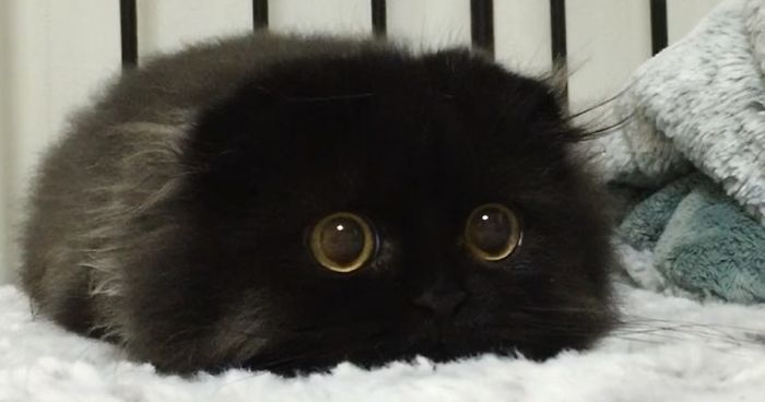 [Image: big-cute-eyes-cat-black-scottish-fold-gi...00-png.jpg]