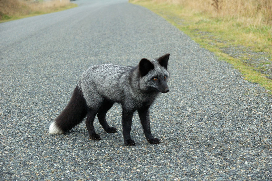 The Rare Beauty Of Black Foxes (45 Pics) | Bored Panda