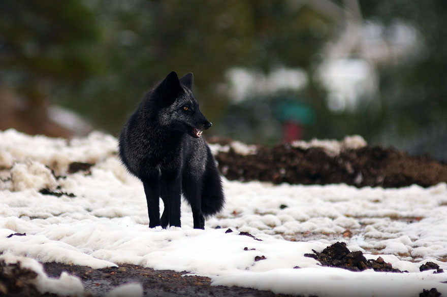 Black Silver Fox
