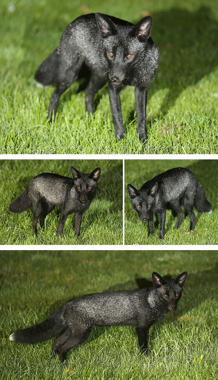 Black Fox Playing In A Back Garden In Yorkshire