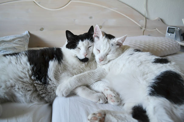 My Two 10-year-old Cats Are Brothers And Love Each Other More Than Anything!