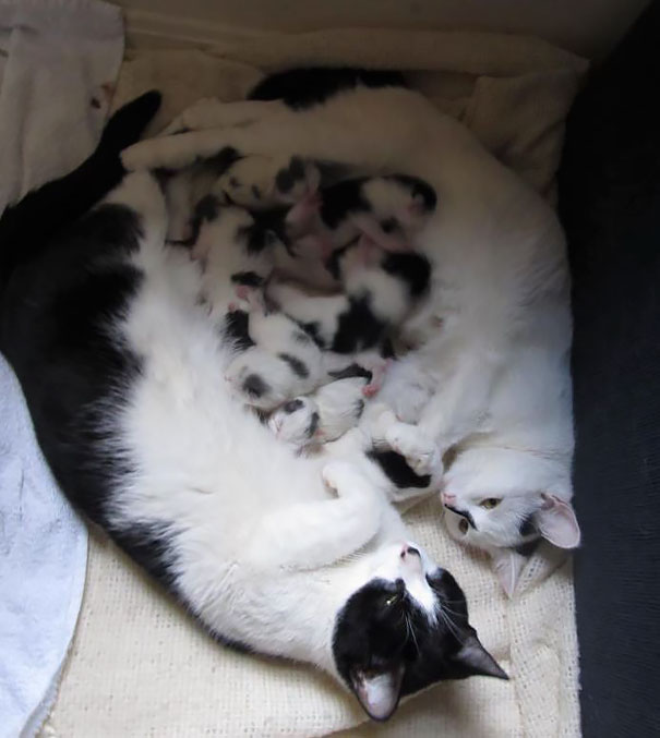 Two Mommy Cats Co-mothering The 8 Babies They Had At The Same Time Together