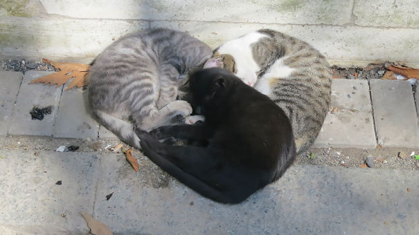 These Cats Were Cuddling In The Shape Of A Heart