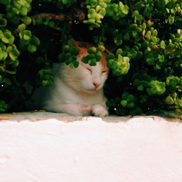 Cats Of Athens: A Window To Their Secret Lives