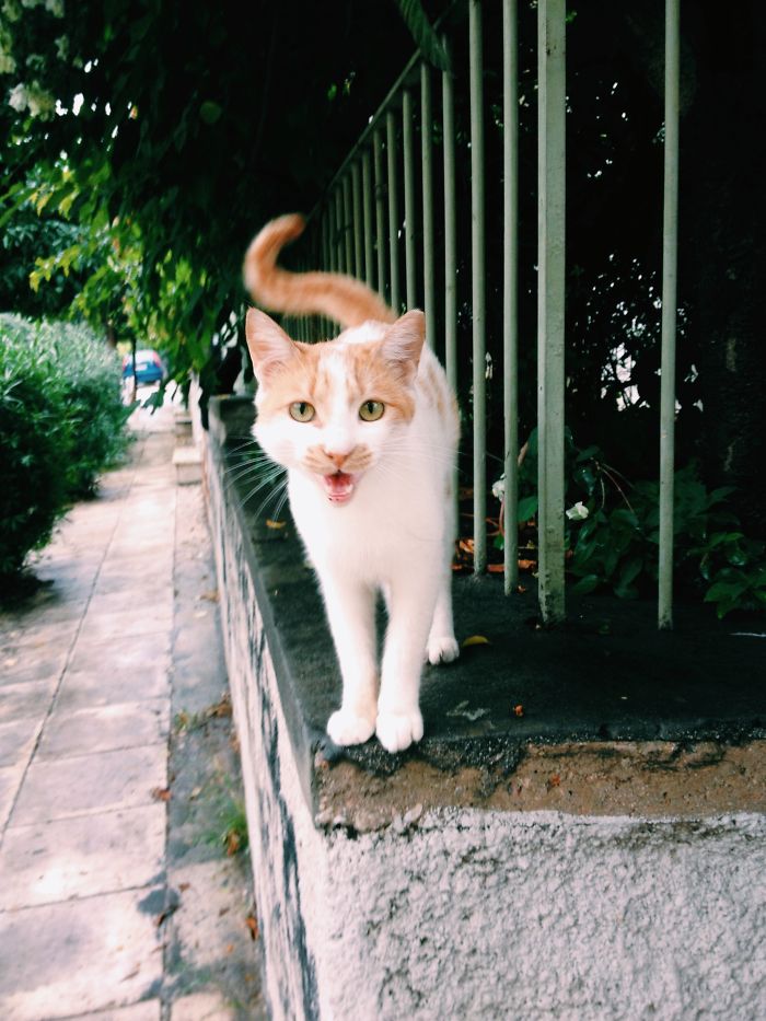 Cats Of Athens: A Window To Their Secret Lives