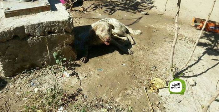 Civil Defense In Najaf City Of Iraq, Save A Dog Stuck In A Part Of A Wheel Is Up.