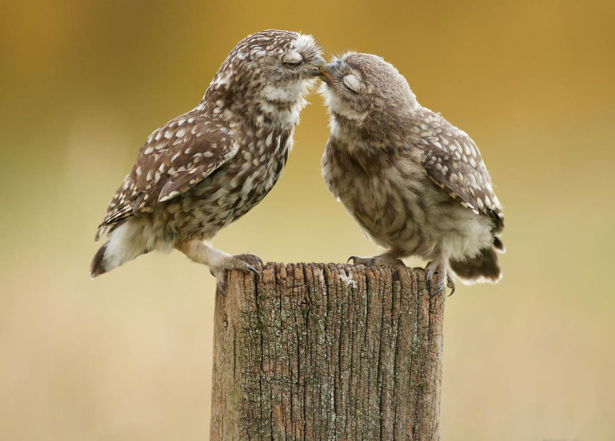 76 Kissing Animals Prove That Kisses Aren't Just For People | Bored Panda