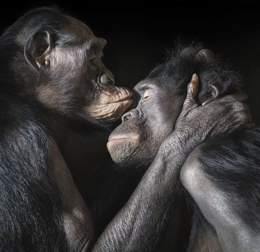 Two Apes Enjoy An Intimate Moment Together