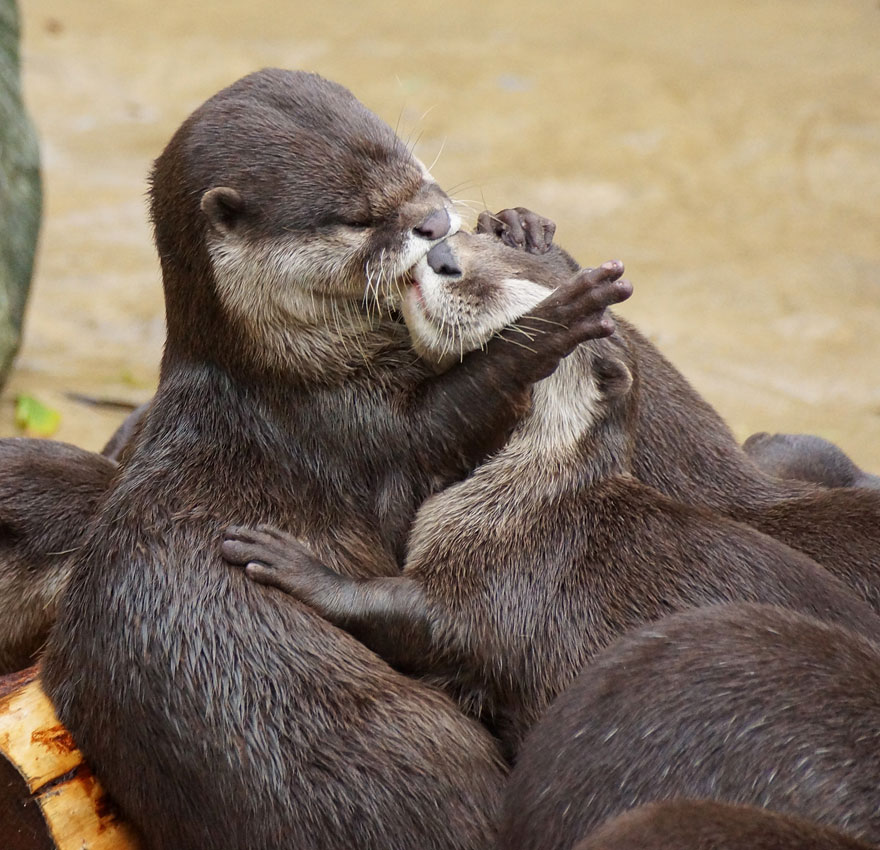 Otters Kissing