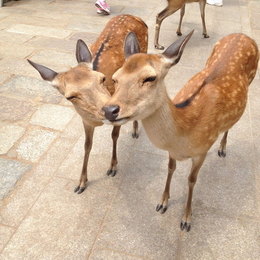 Deers Kissing