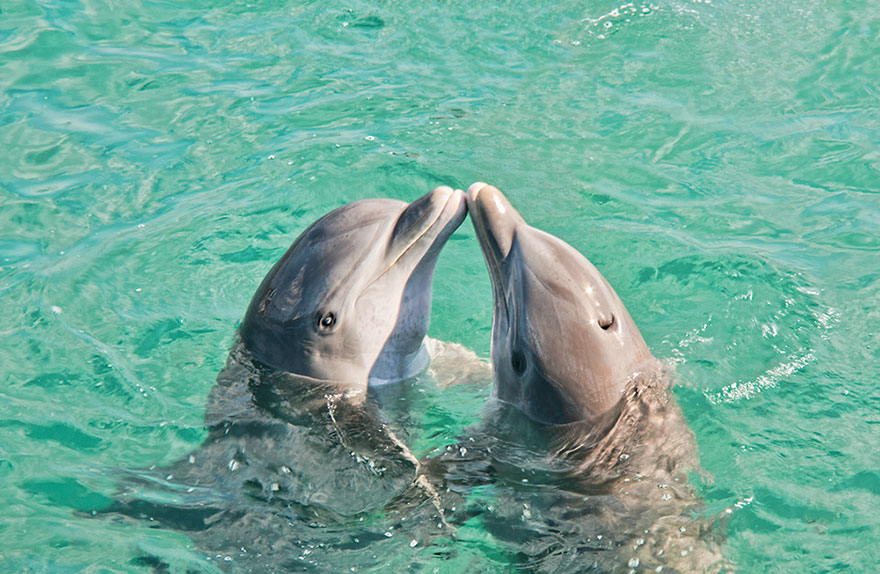 Two Dolphins Kissing