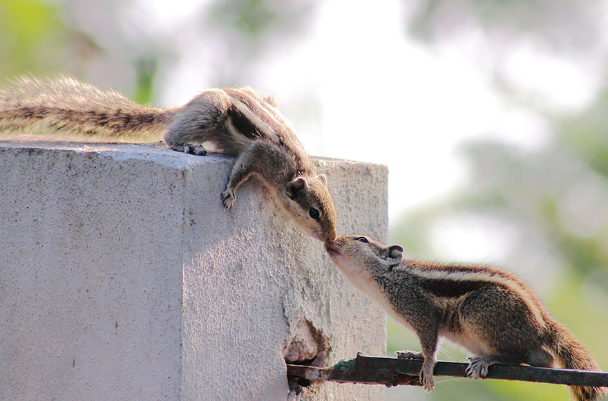 Two Squirrels Kissing
