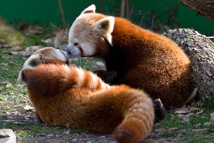 Red Pandas Kissing