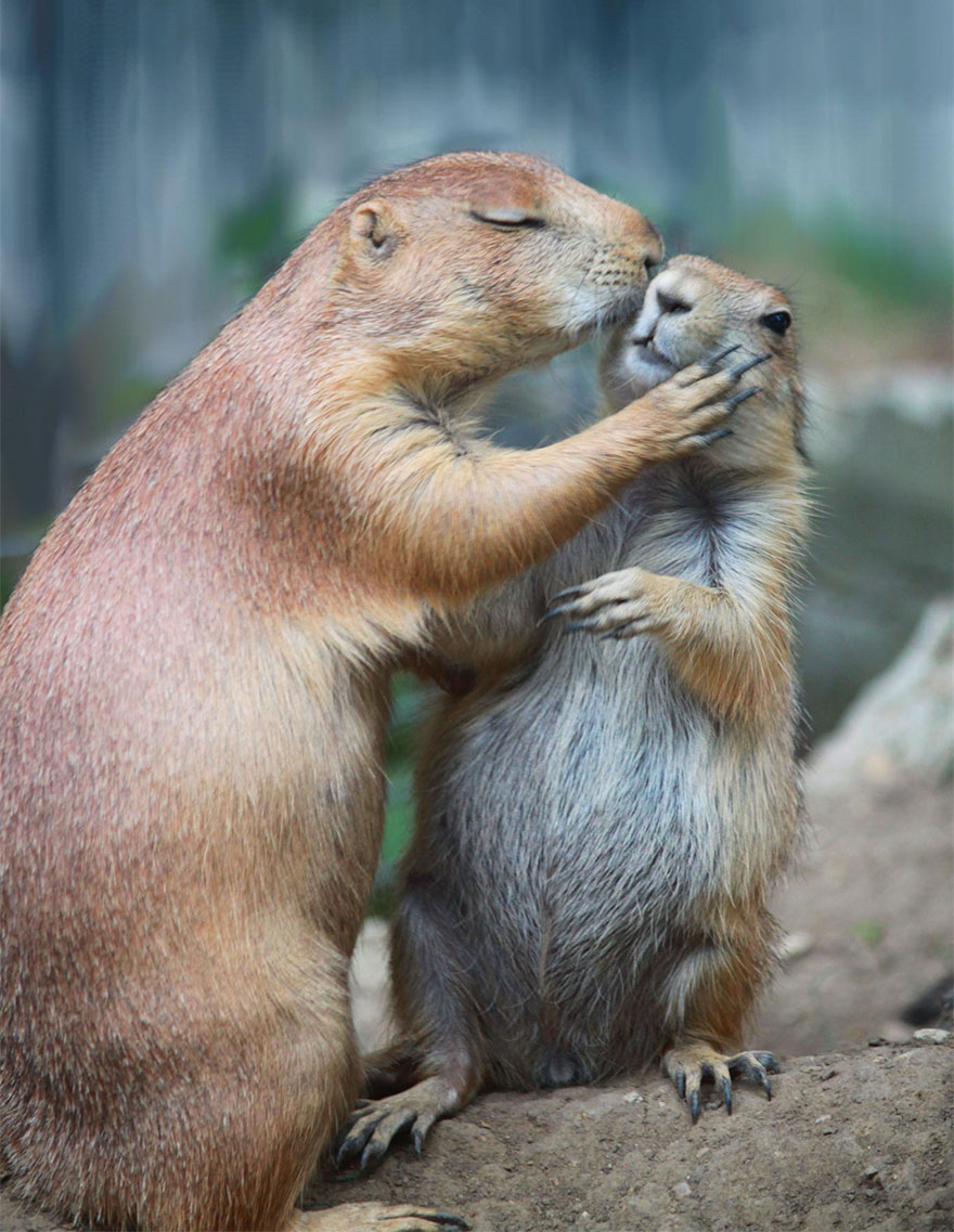 Prairie Dog Kisses