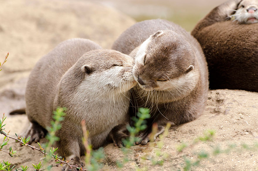 Ooh..please, An'otter Kiss?