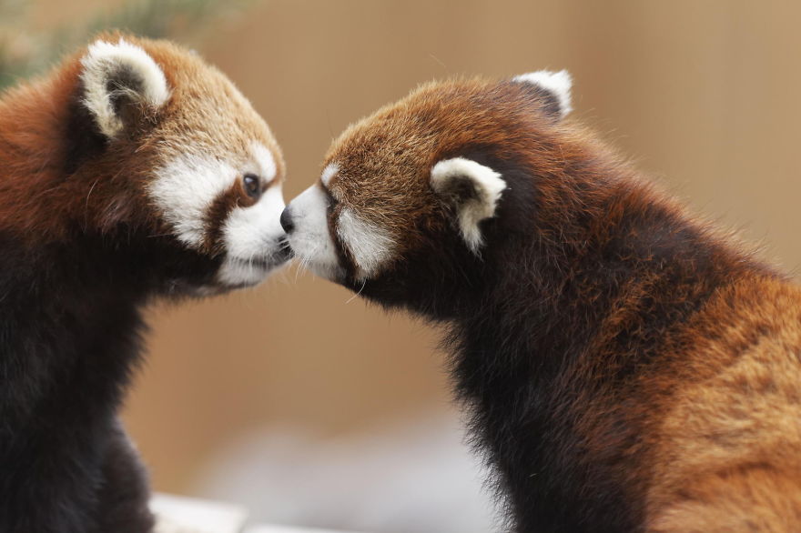 Red Pandas Kiss