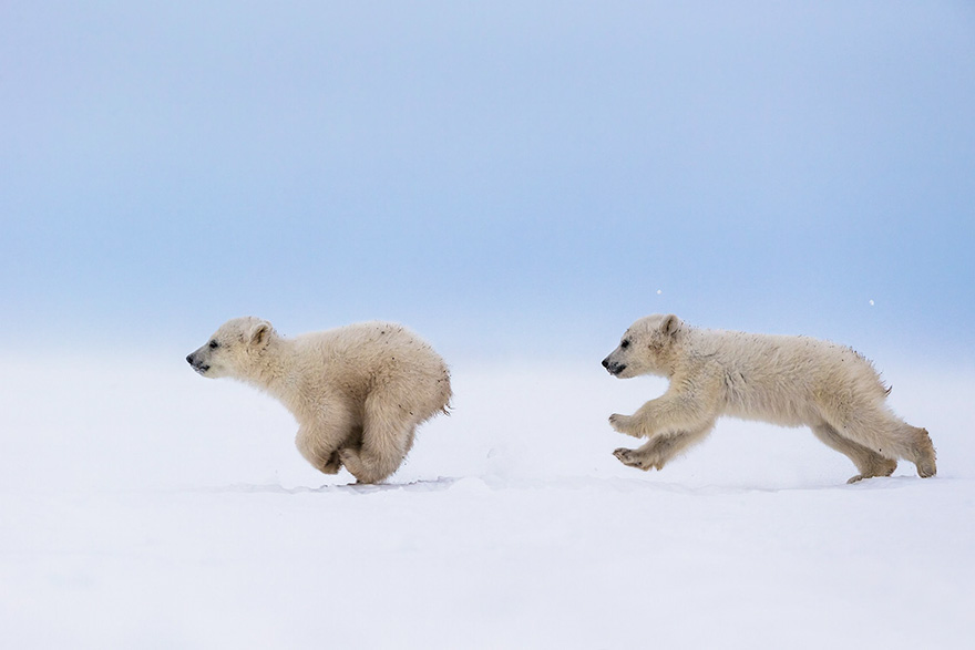 Polar Bear Cubs In The Middle Of A Chase