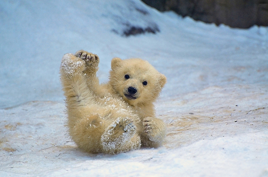 cute-baby-polar-bear-day-photography-14__880.jpg