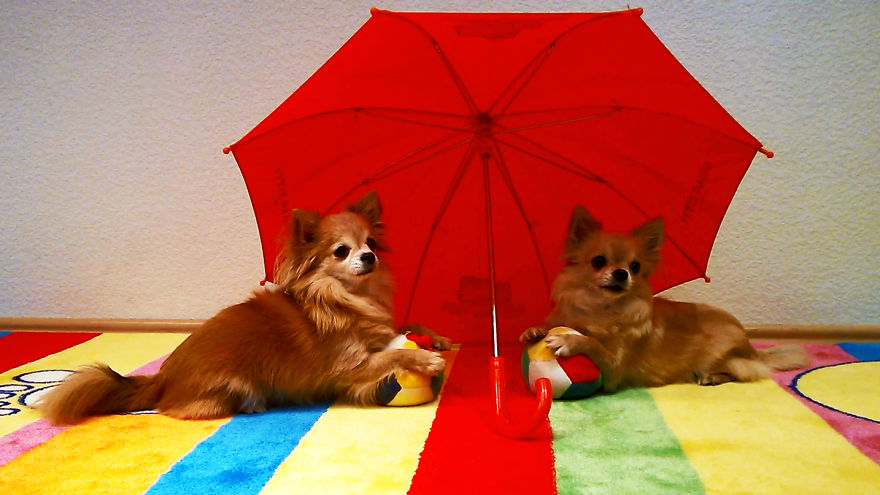 Cute Chihuahua Dog Tricks With Balls And An Umbrella