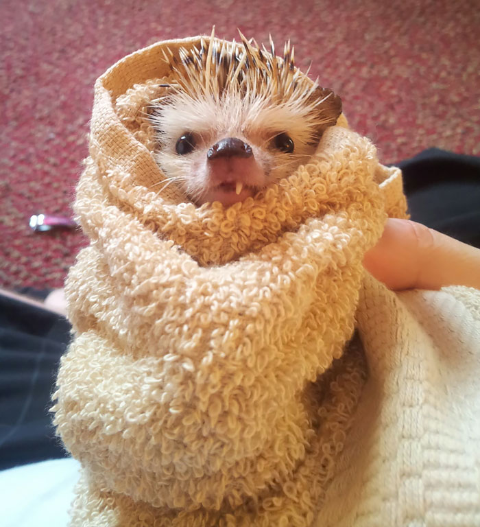 Since A Lot Of People Enjoyed The Scraggly One Toothed Hedgehog Here He Is After His Bath Last Night