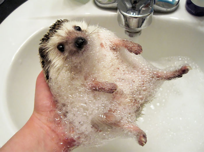 Hedgehog Covered In Bubbles