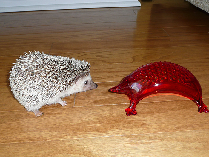 Here's My Hedgehog With A Cheese Grater