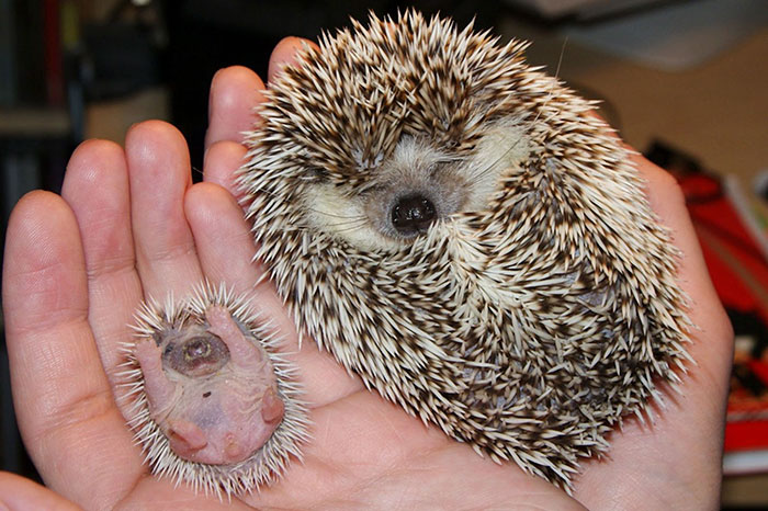 Mummy Hedgehog With Her Mini-me Baby