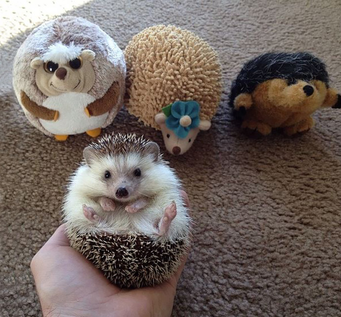 50 Adorable Pics To Celebrate Hedgehog Day | Bored Panda