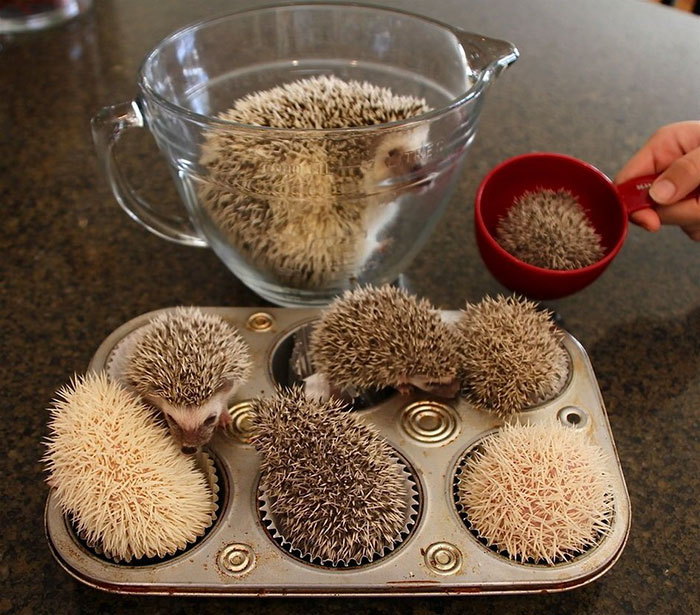 Hedgehog Muffins