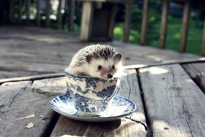 My Hedgehog, Jeffrey, In A Tea-cup