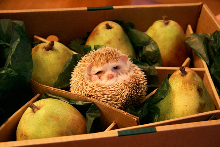 Silly Hedgehog, You're Not A Pear