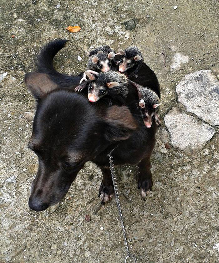 Dog Adopts Orphaned Opossums, Gives Them Awesome Rides On Her Back