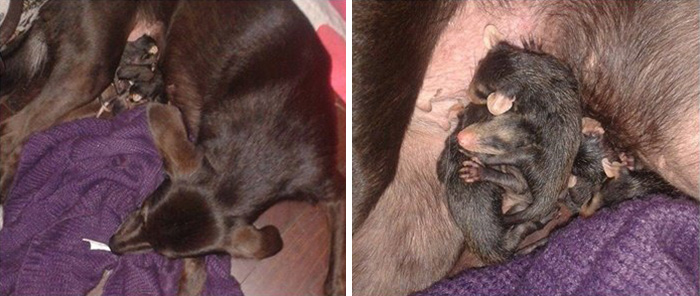 Dog Adopts Orphaned Opossums, Gives Them Awesome Rides On Her Back