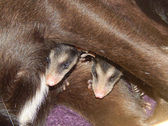 dog-adopts-opossums-baby-orphans-stephanie-maldonado-7