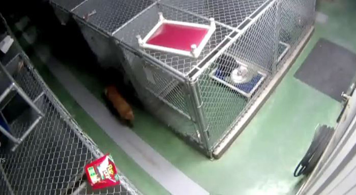 Dog Breaks Out Of Kennel To Comfort Abandoned Crying Puppies