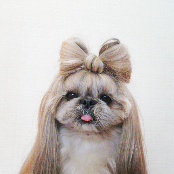 Hairstyle Dog