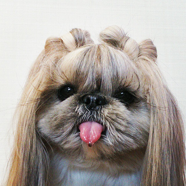 Hairstyle Dog