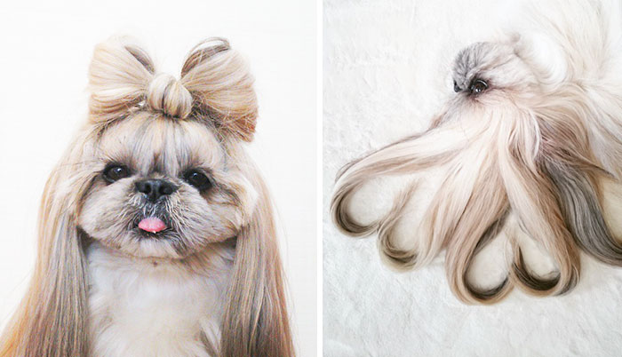 Every Day This Dog Gets A New Hairstyle