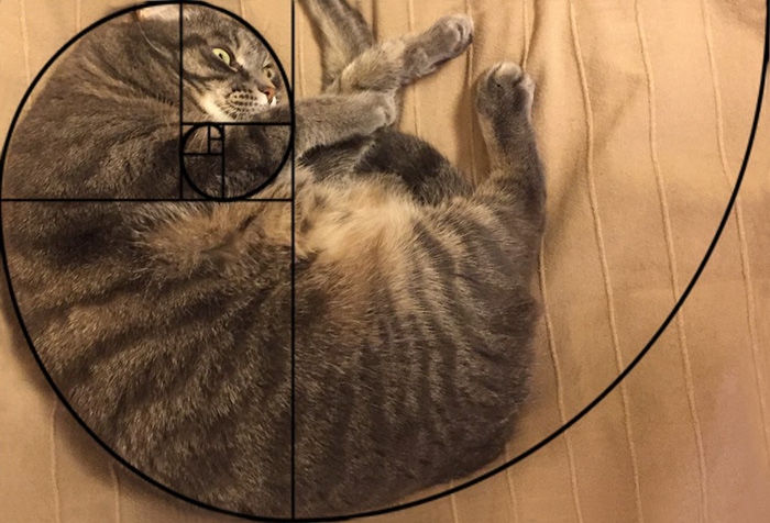 Furbonacci Sequence Proves That Cats Are Purrfect (20 Pics)