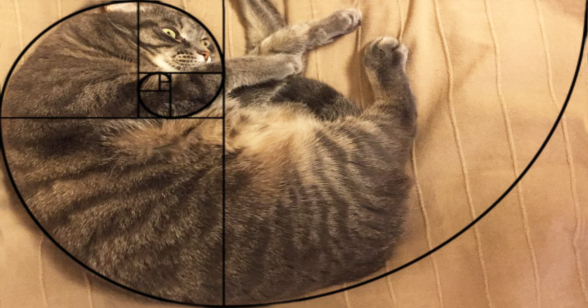 Furbonacci Sequence Proves That Cats Are Purrfect 20 Pics Bored Panda