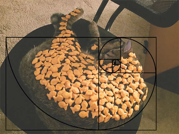 How Many Gold Fish Can You Fit On Your Cat Before It Wakes Up?