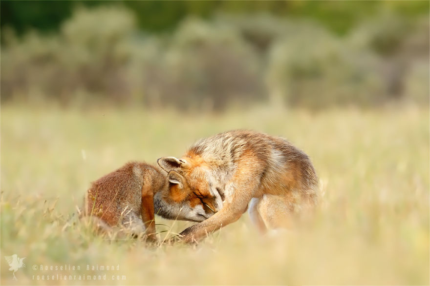 Foxy Love: Photographer Proves That Foxes Are Extremely Loving Creatures (11 Pics)