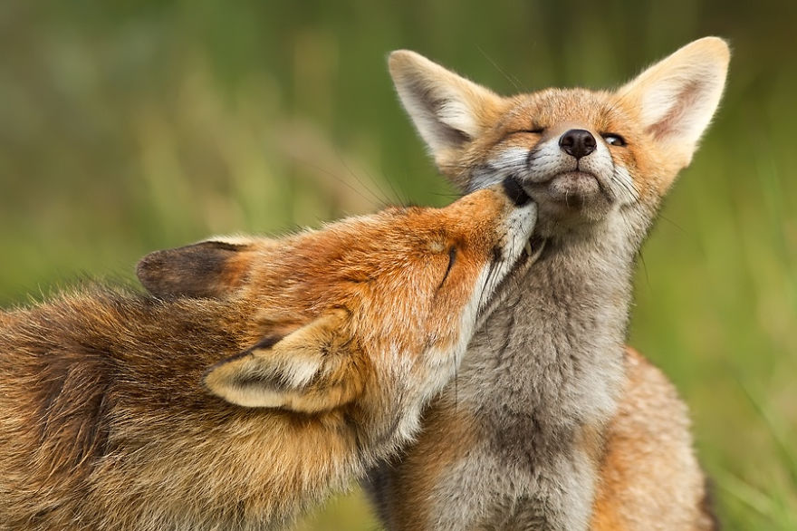 Foxy Love: Photographer Proves That Foxes Are Extremely Loving Creatures (11 Pics)
