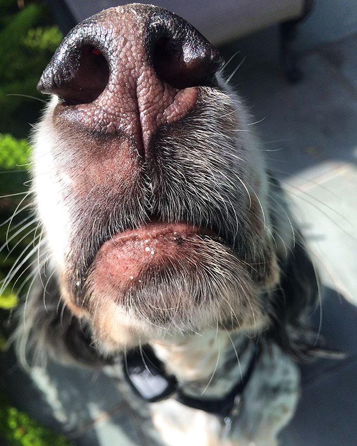 Millie The Big Nose Dog